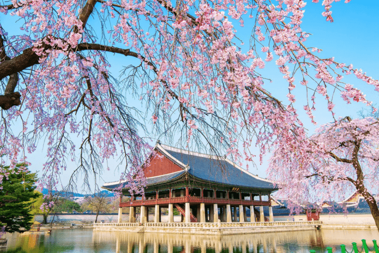 The Enchantment of Japanese Cherry Blossoms: A Cultural and Natural Wonder